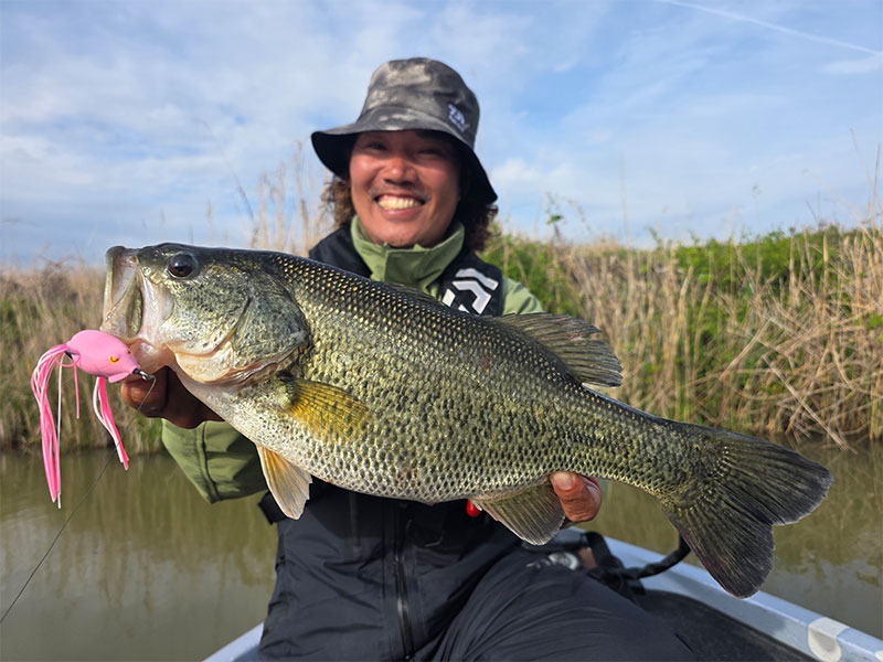 スティーズ POPO FROG(ルアー)｜DAIWA