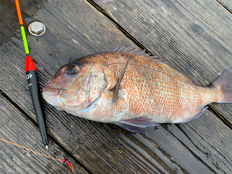 希少！美品！ダイワ　船かかり釣り　5-400　海上釣堀　真鯛　青物 ダイワ 仕掛け 海上釣堀仕掛ST 青物 14号-ハリス10号: 釣具の