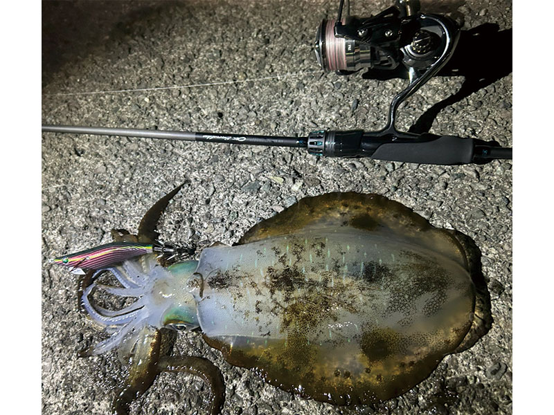 エメラルダス×ディアルーナ　おまけ UVF エメラルダスデュラセンサーX8EX+Si3 IM(ライン)｜DAIWA