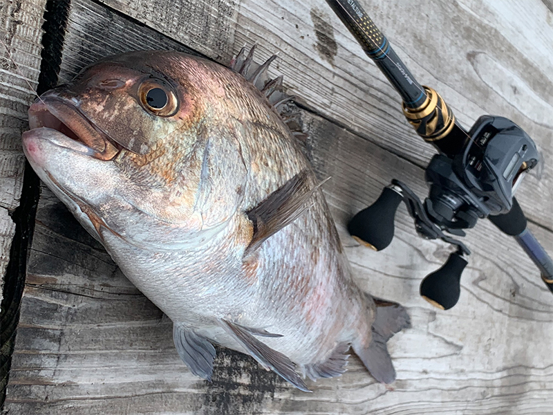 クラブブルーキャビンメタルチューン(ロッド)｜DAIWA