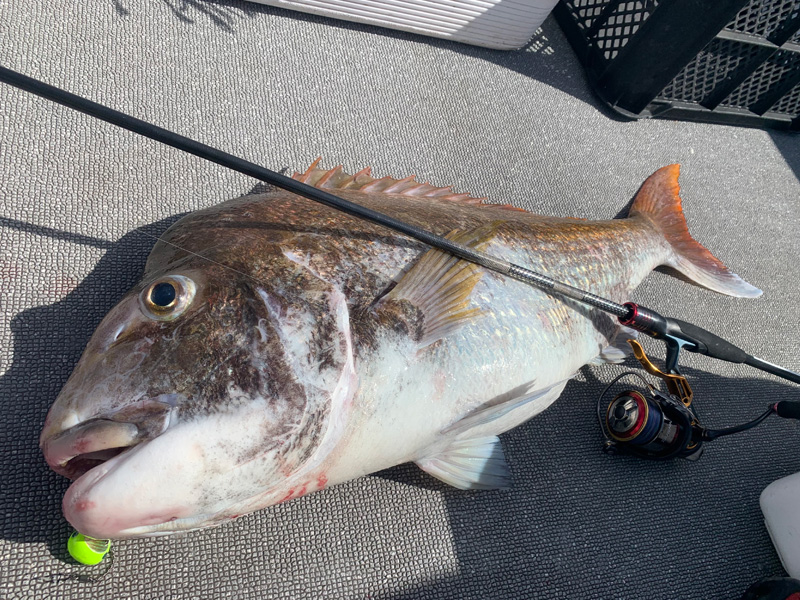 ダイワTENYA GAME MH-230B zeniya-tsurigu_4960652074919