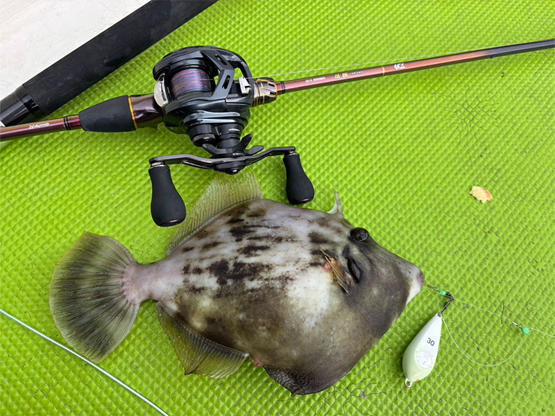 瞬鋭カワハギ(ロッド)｜DAIWA