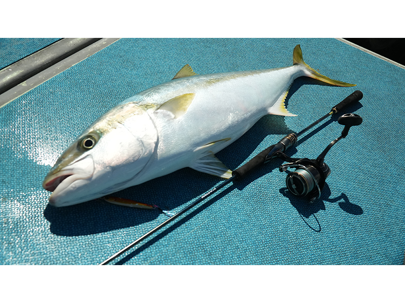 リョウ　ソルティガ Amazon | ダイワ(DAIWA) SWスピニングリール 25SALTIGA(ソルティガ