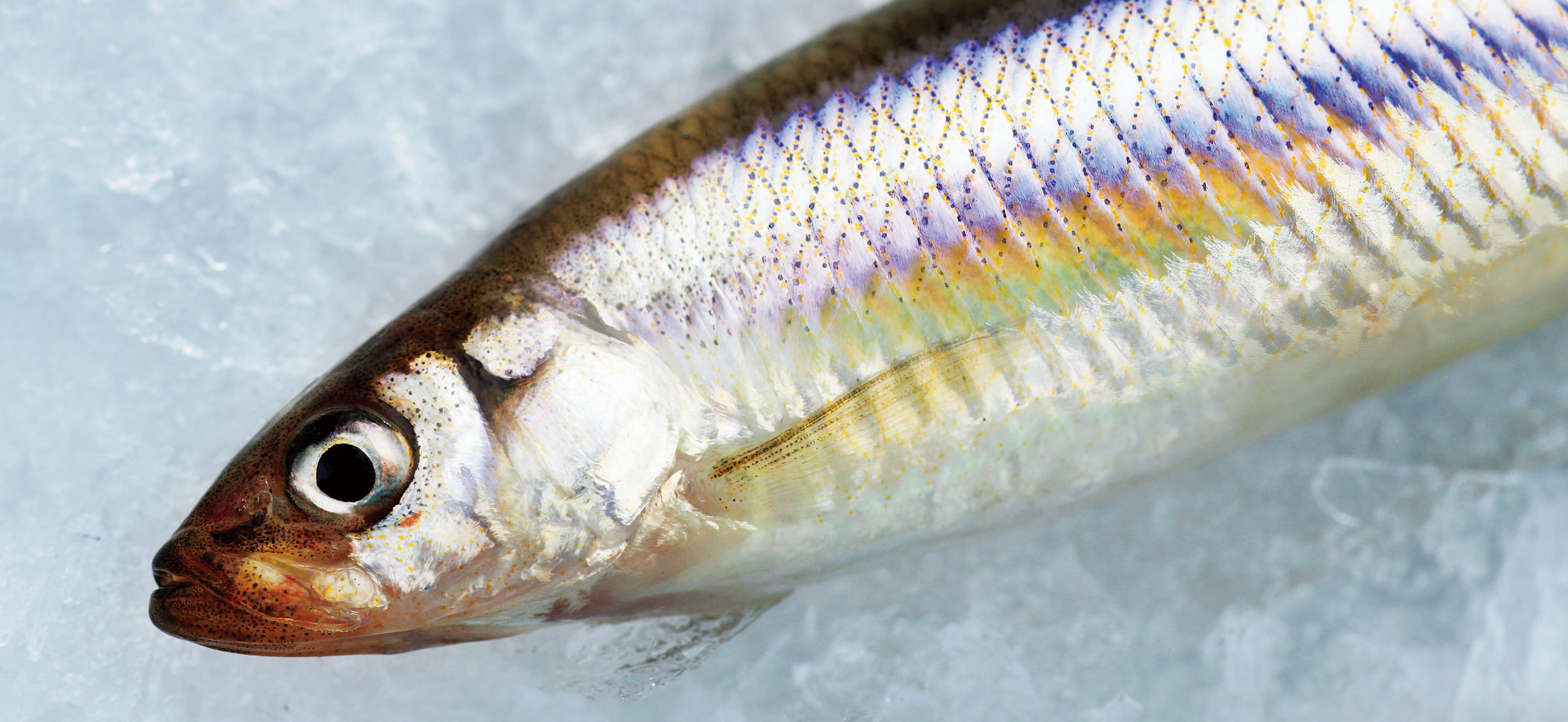 イエティ　ワカサギ釣り つり具の上州屋 - あなたのフィッシング＆アウトドアライフを