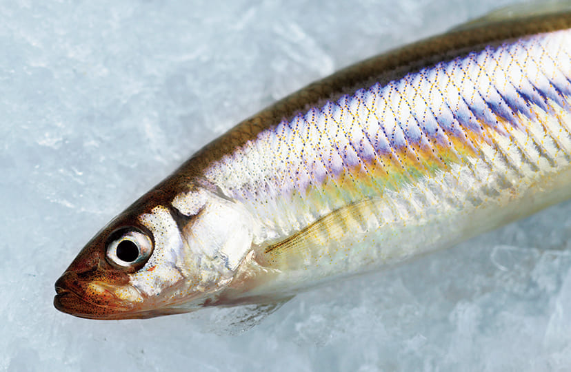 ワカサギ｜釣り情報｜DAIWA