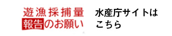 遊漁採捕量報告のお願い