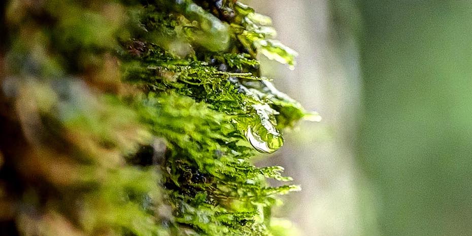 水棲生物がバロメーター、ブナが象徴する源流の村の自然(旭川水系新庄川)
