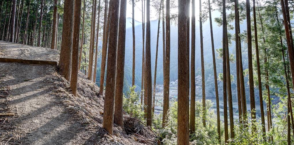 重要な資源である山林と源流を新しい生業とする下北山村(熊野川源流西ノ川)