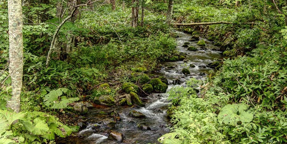 魚を取り戻す川と倒木が育てる森（網走川）