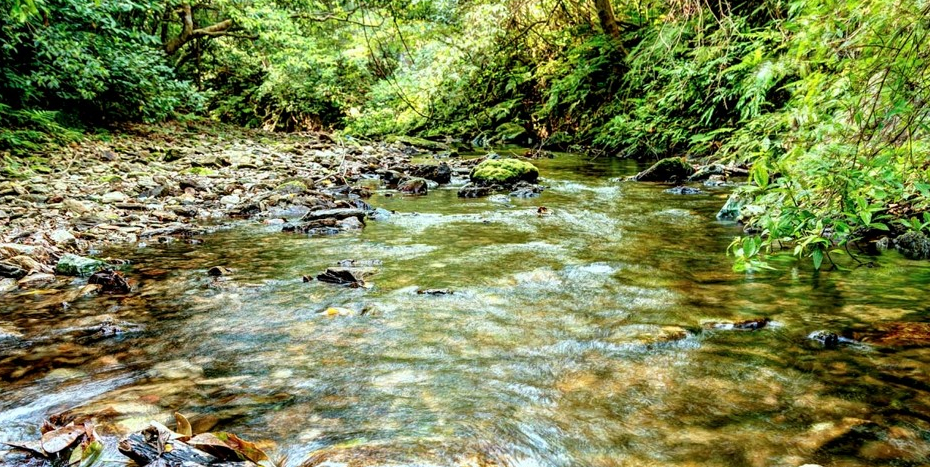 亜熱帯の奇跡、『やんばるの森』(与那覇岳の源流域)
