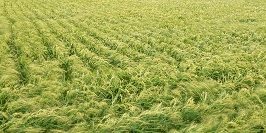 北の大地の清流が生んだ地酒と男しゃく芋(後志利別川)