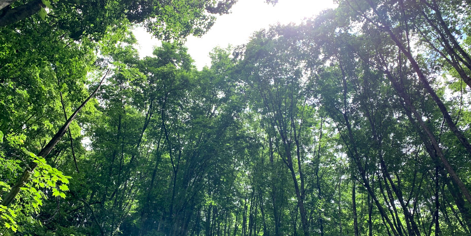 創造力を刺激する源流の森(神通川水系源流)