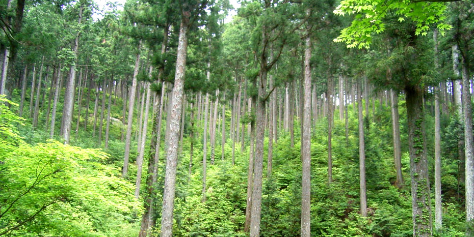 工業都市・豊田市が森林保全に挑む理由