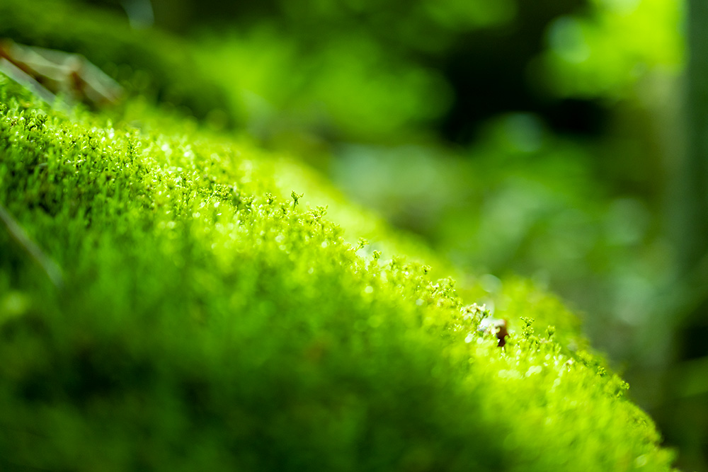 BE EARTH-FRIENDLY