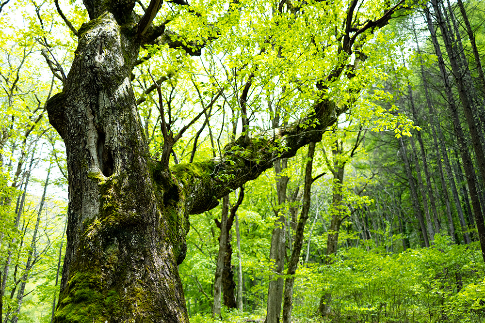 BE EARTH-FRIENDLY