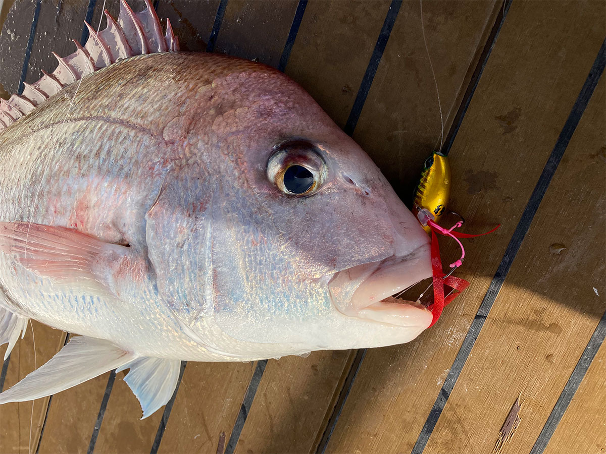 ✨紅牙✨ブレードブレイカー✨TG玉神✨120g5個セット✨未使用❕早い者勝ち✨ ✨紅牙✨ブレードブレイカー✨TG玉神✨120g5個セット✨未使用