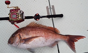 SHABORG (シーボーグ) 500MJ シーボーグ 500MJ(リール)｜DAIWA