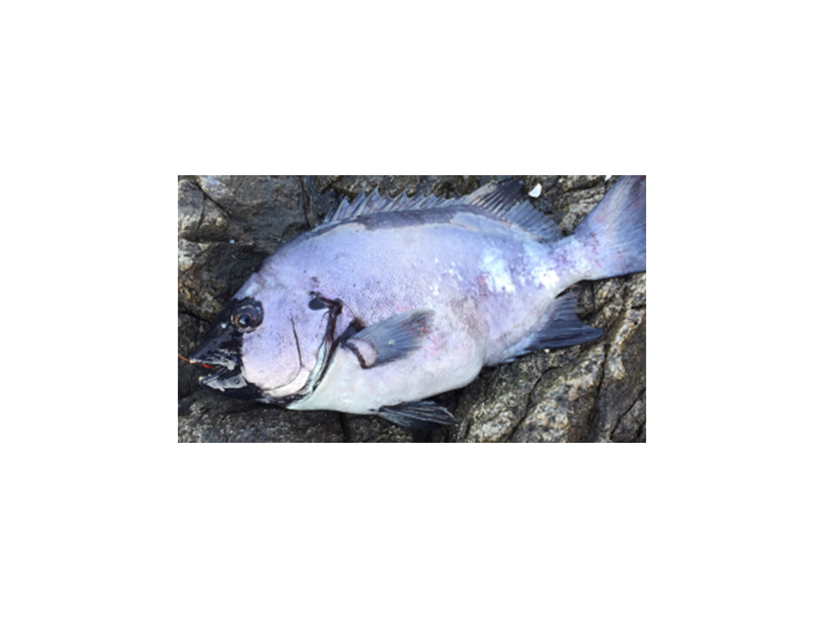 ☆新品未使用☆ダイワ(DAIWA) 石鯛リール 17 幻覇王 石鯛 50 ダイワ 幻覇王 石鯛 LIGHT 20H 右ハンドル - 釣具のポイント