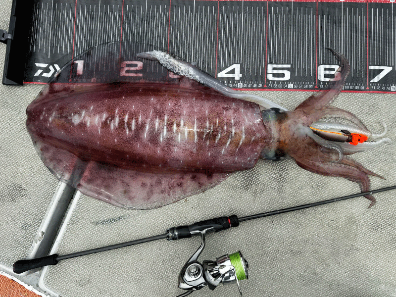 エメラルダス ストイスト ST（アウトガイドモデル）(ロッド)｜DAIWA