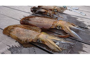 アオリイカ X(ロッド)｜DAIWA