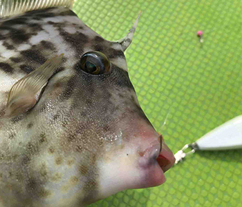 まー様専用 カワハギ ウマズラ ハゲ ロッド リール 本体 セット