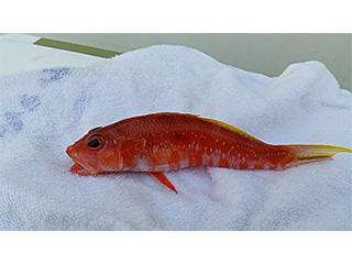 ダイワ ライトアマダイX190 ダイワ ライトアマダイX 190・R - 釣具・釣り用品 通販 | 釣具の