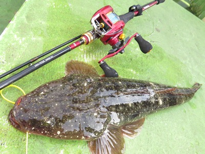 ダイワ　アナリスターマゴチ215 ダイワ アナリスターマゴチ 215【即日発送】(215): 竿｜釣具