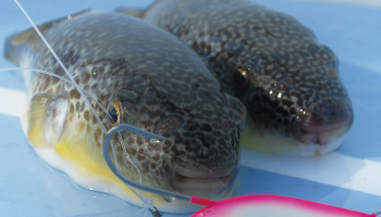 ダイワ アナリスター湾フグ Amazon | ダイワ(DAIWA) 船竿 アナリスター湾フグ 175 釣り竿