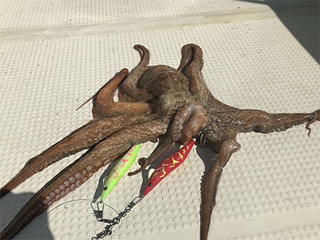 エギタコ X(ロッド)｜DAIWA