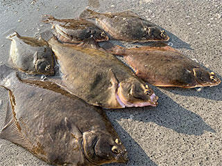 Daiwa カレイV 180 小突き ダイワ(Daiwa) カレイV 小突180 05294216｜アウトドア用品・釣り