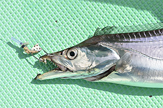 DAIWA - Daiwa タチウオX ダイワ(Daiwa) テンヤタチウオ X 180・R 05500545｜アウトドア