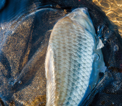 ダイワ　月光　剛　11尺 月光 剛(ロッド)｜DAIWA