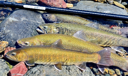 エキスパート 碧羅 中継(ロッド)｜DAIWA