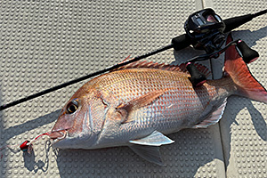 紅牙 X(ロッド)｜DAIWA